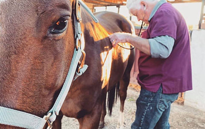 Southern AZ Veterinary Equine Rescue-First Annual Fundraiser